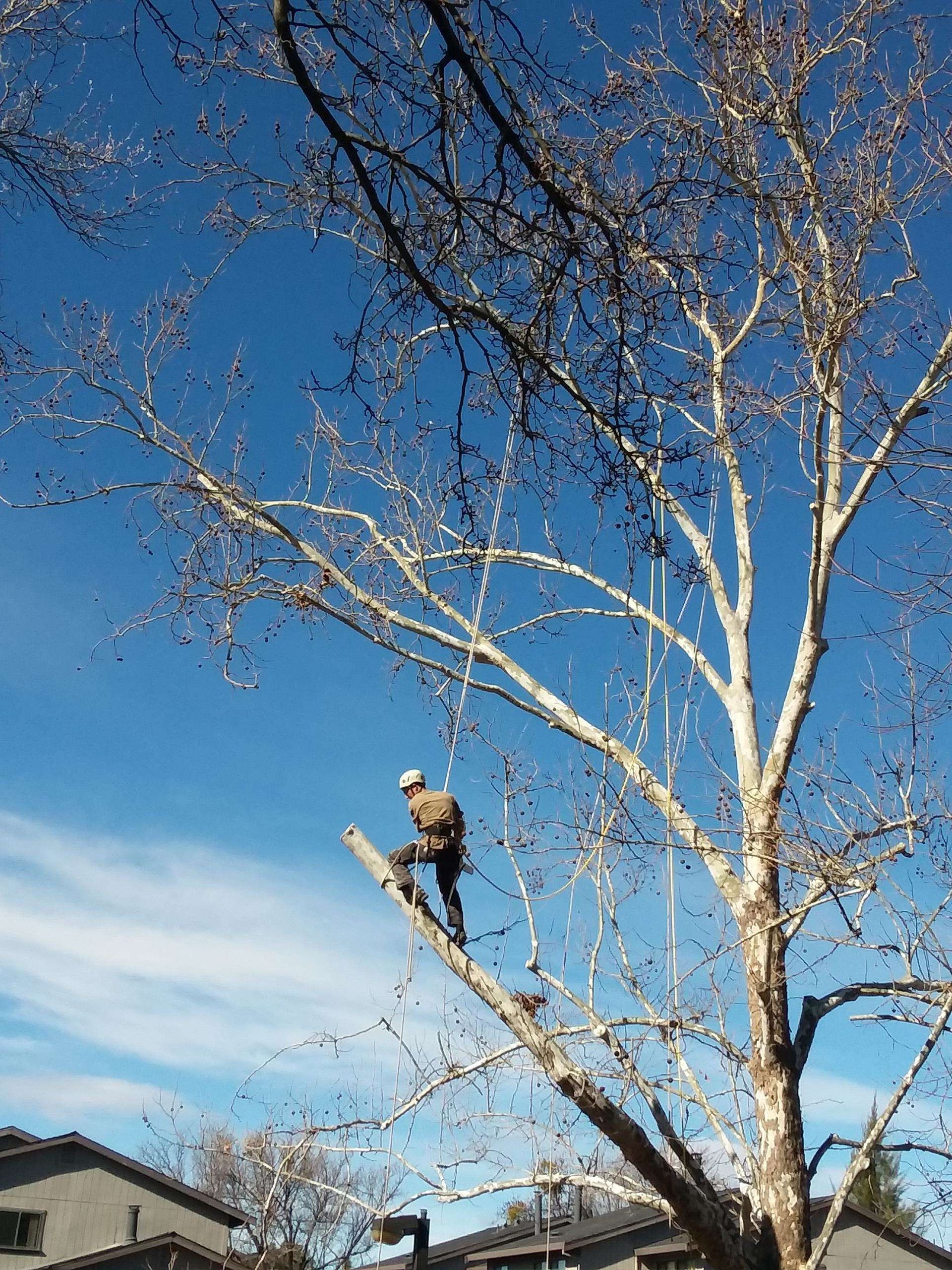 A man is sitting on a tree branch with a blue sky in the background