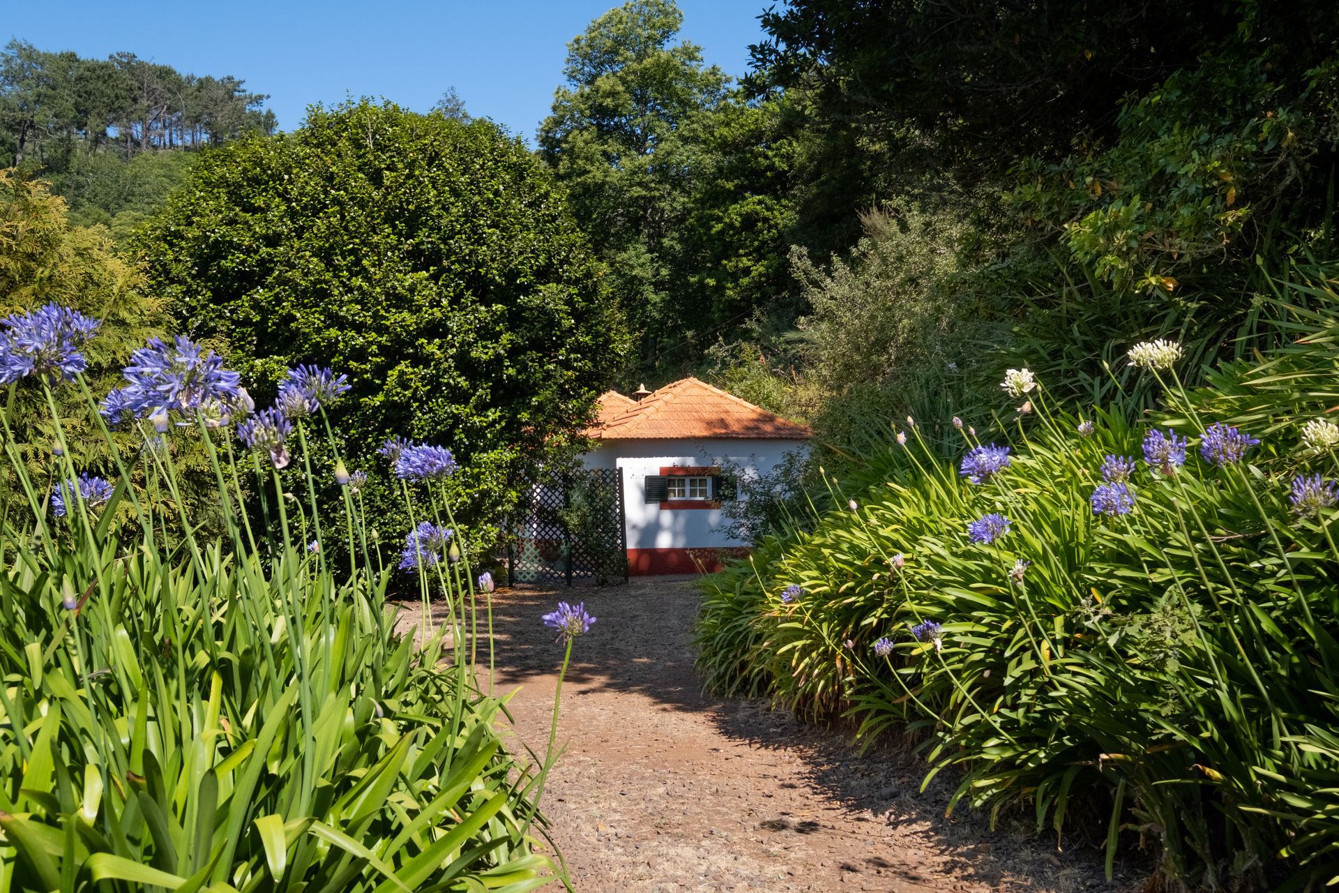 Stone path leads to a white cottage with an orange roof, surrounded by green foliage and blue flowers in a garden.