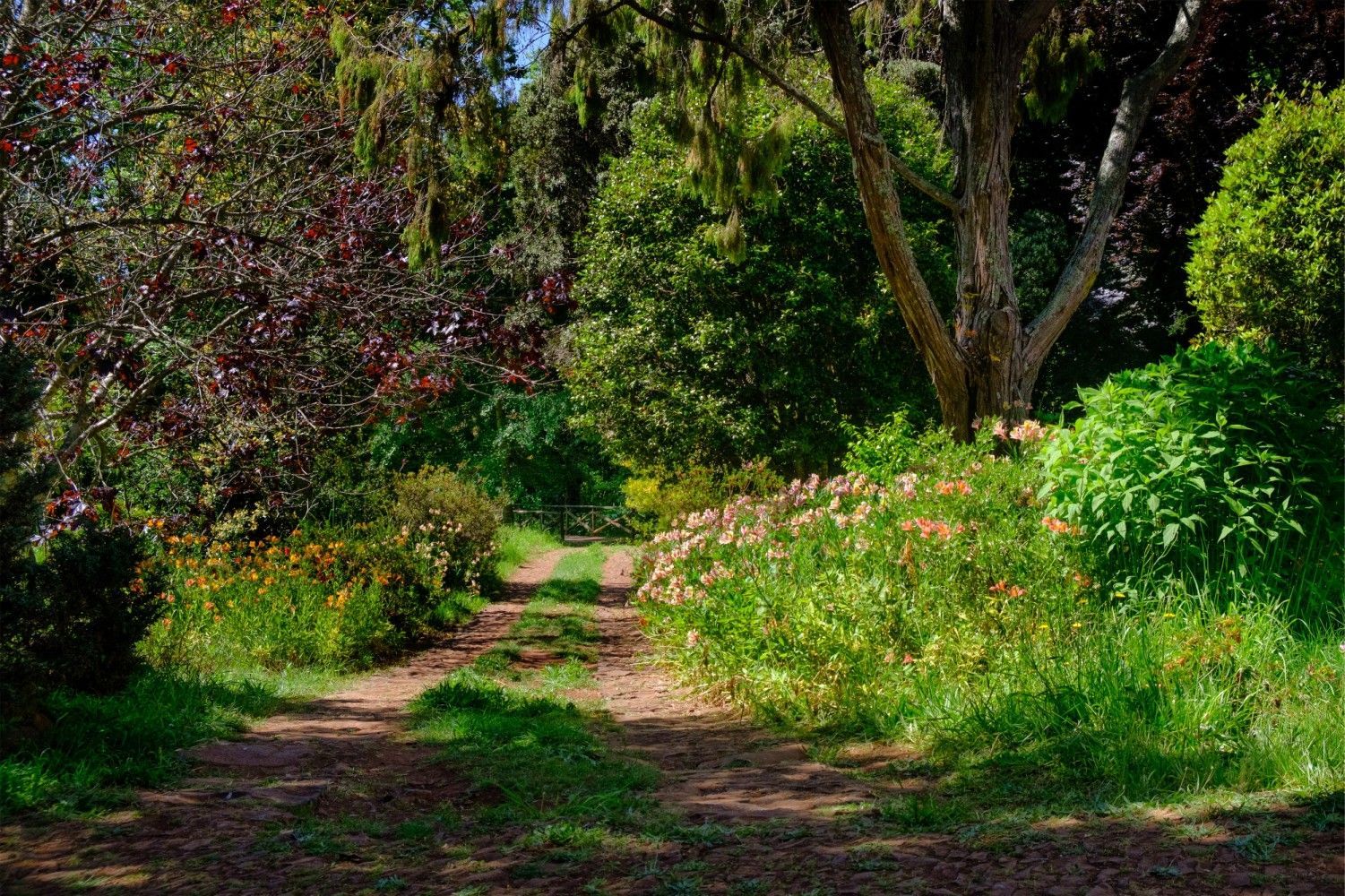 Dirt path winding through lush green and flowering plants, under a canopy of trees.