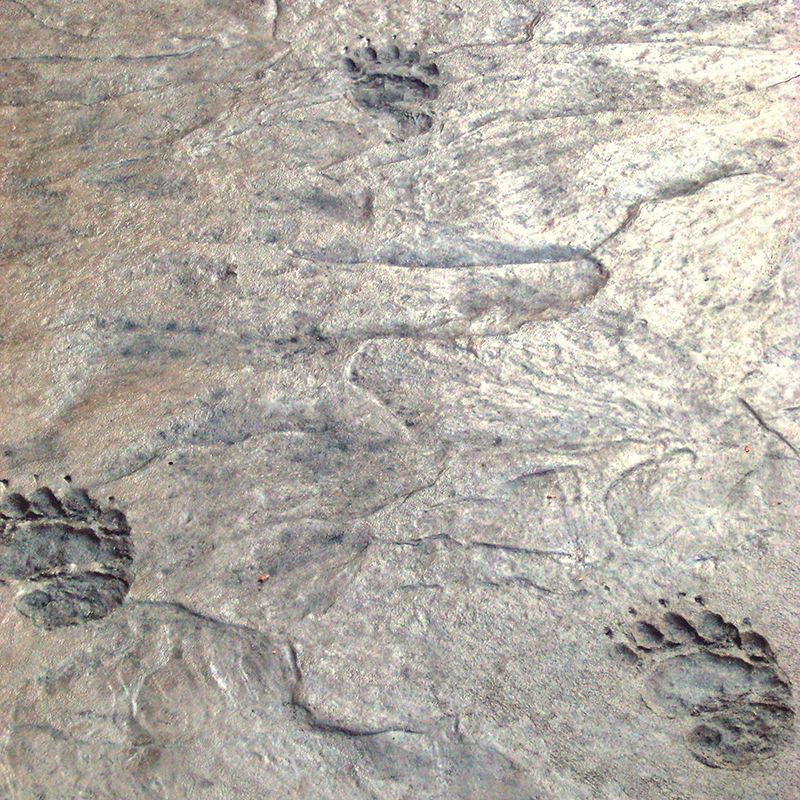 Fossilized reptile footprints embedded in light gray rock, showing a trackway and separate paw prints