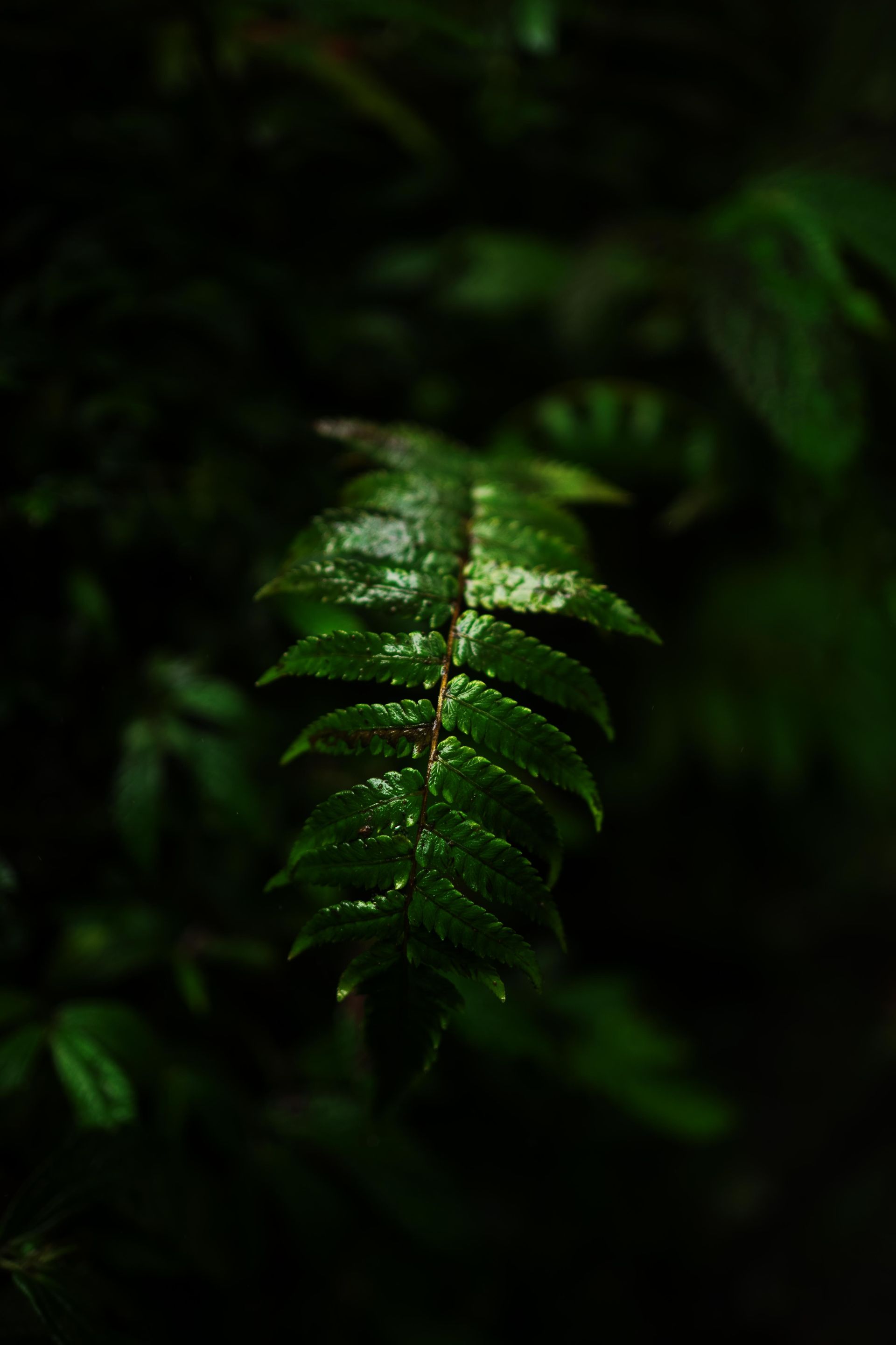 Close-up of a green leaf with rain droplets, in a dark forest setting.