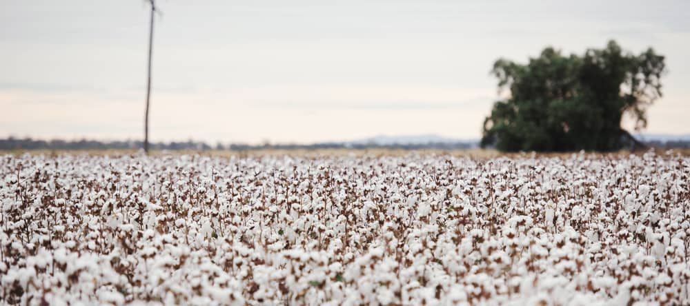 There Is A Tree In The Middle Of A Cotton Field — Wilson's Towing In Oakey, QLD