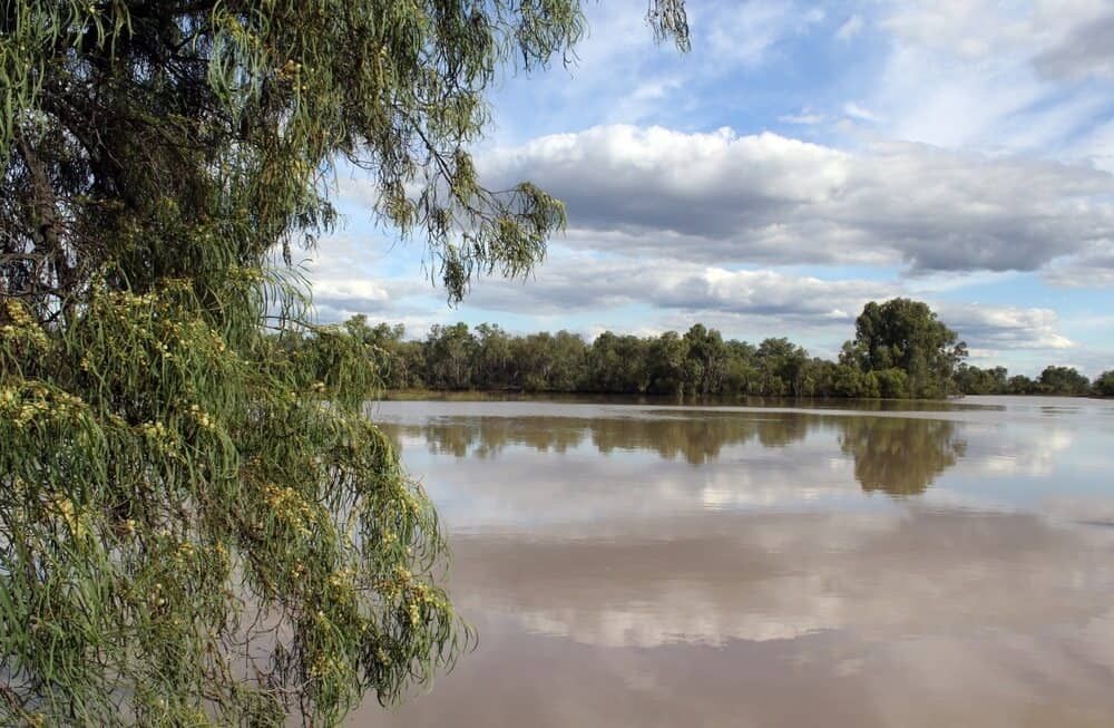 A Tree Is Hanging Over A Body Of Water With Trees In The Background — Wilson's Towing In Chinchilla, QLD