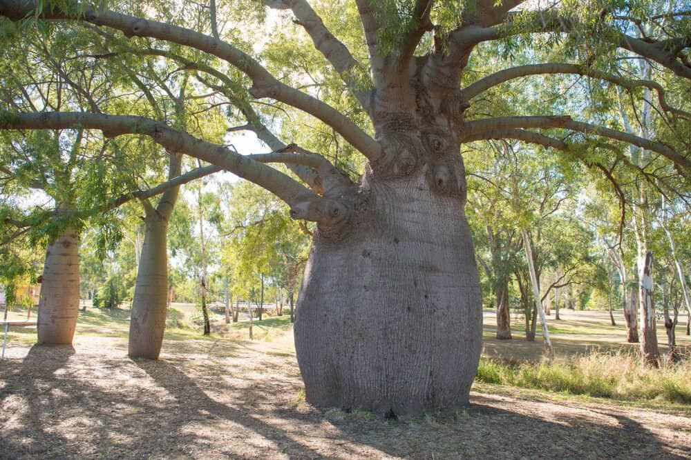 A Large Tree In A Park With Lots Of Branches — Wilson's Towing In Roma, QLD