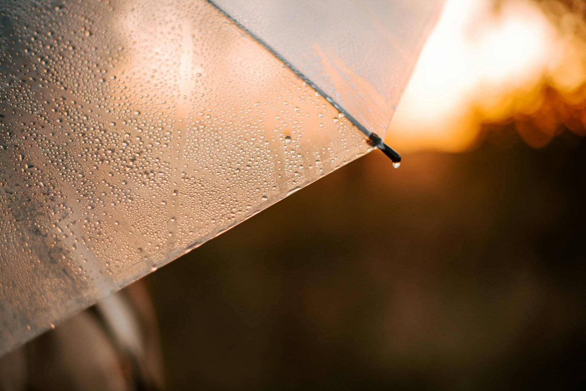 Close-up of a clear umbrella with water droplets, lit by warm sunlight in an outdoor setting.