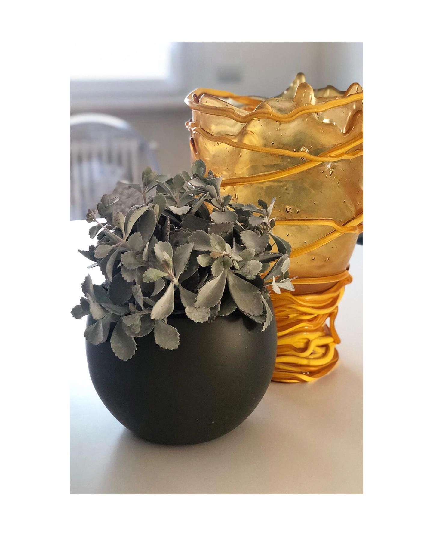 vaso con pianta