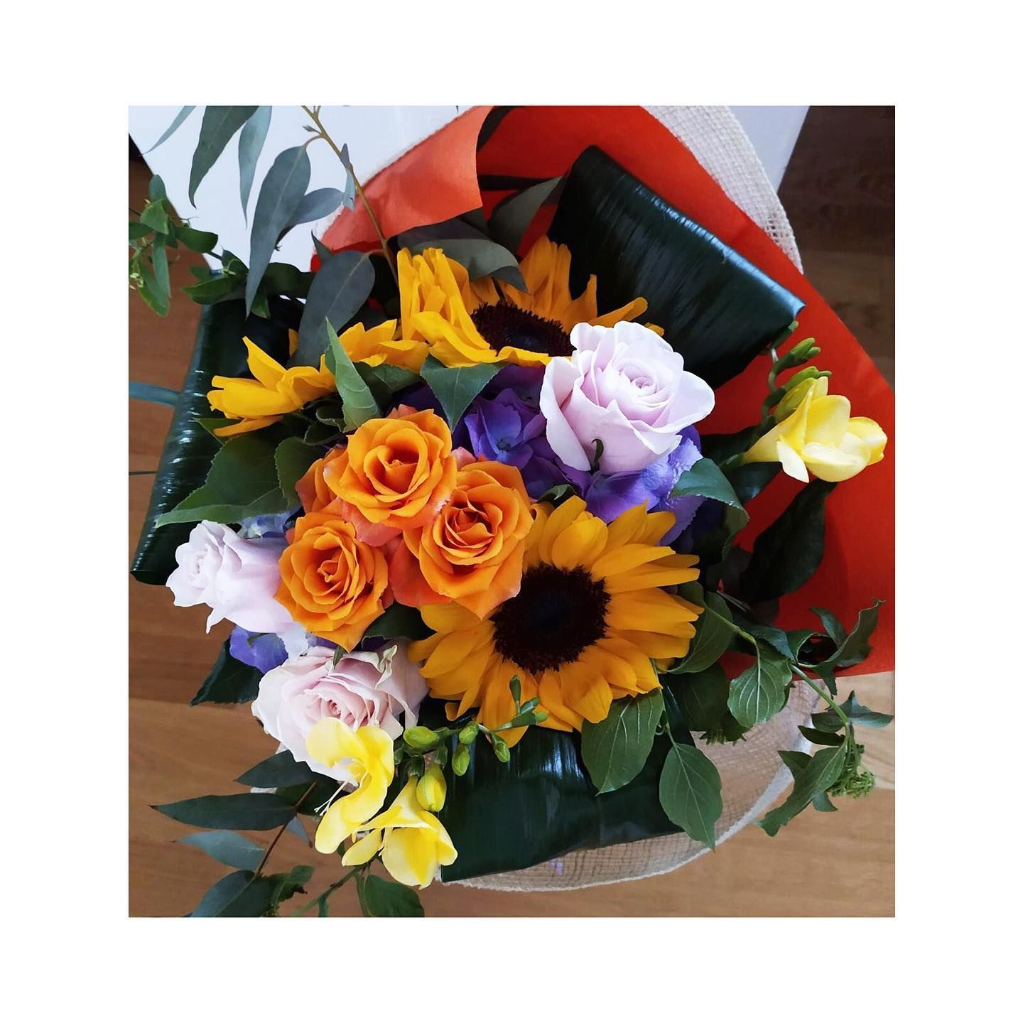 girasole