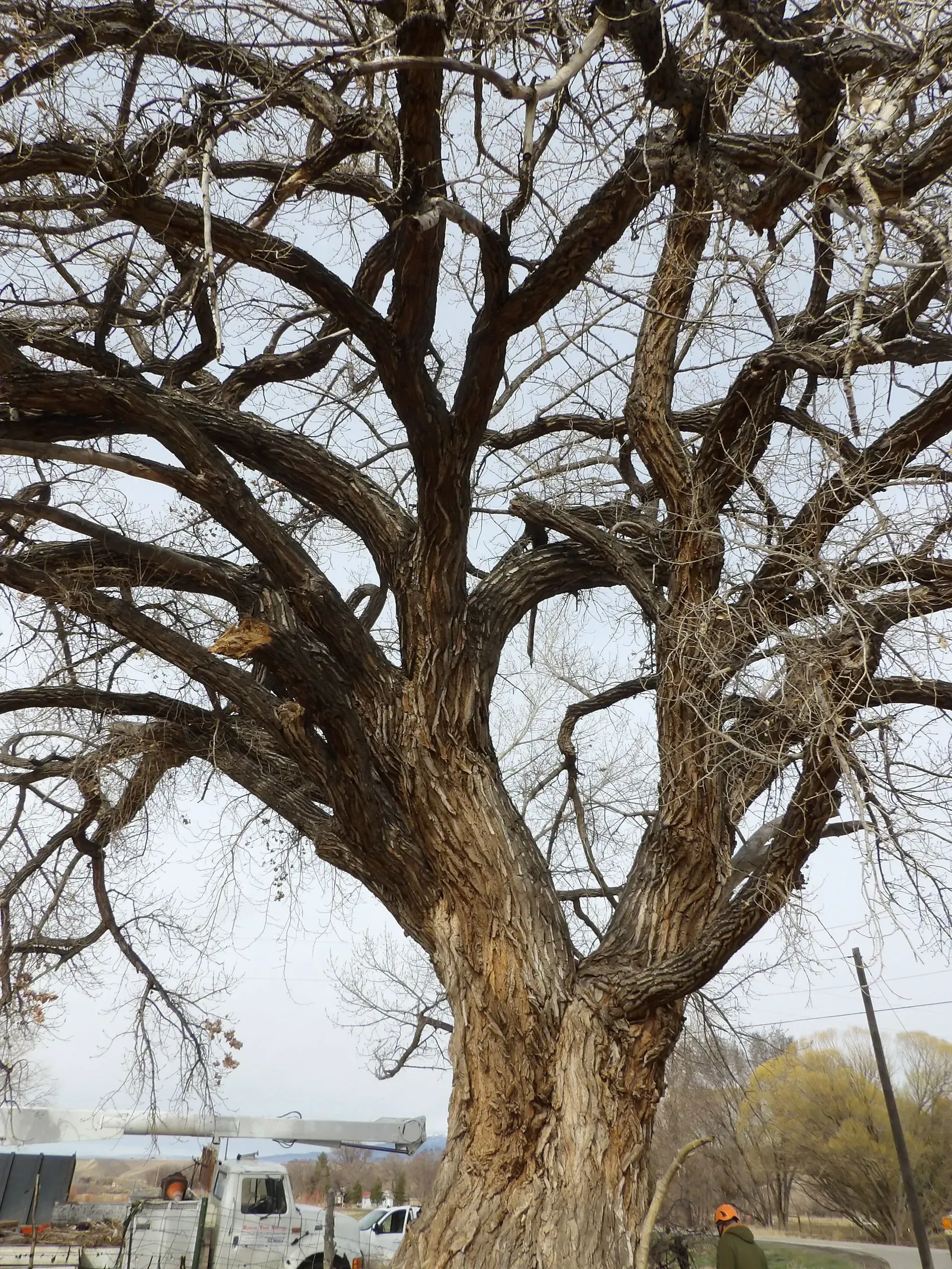 A large tree with a lot of branches and a truck in the background.