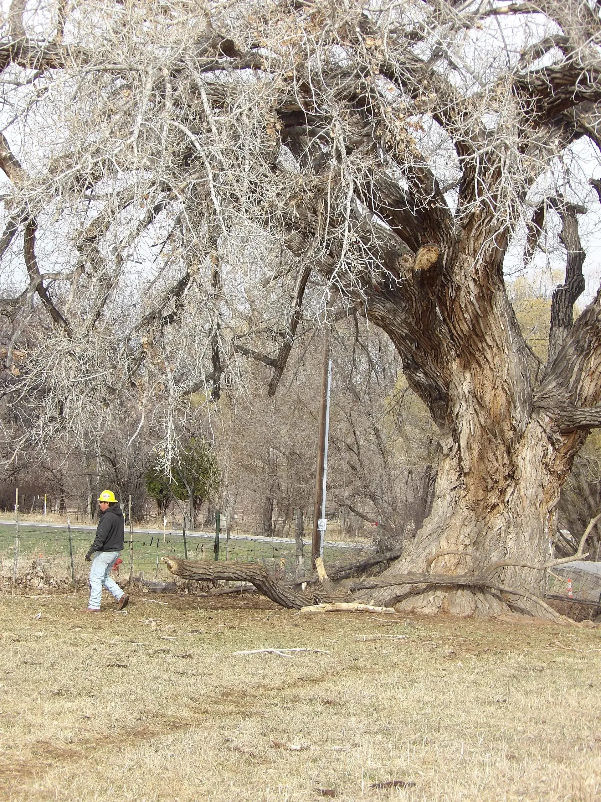 A man is standing in front of a large tree in a field.