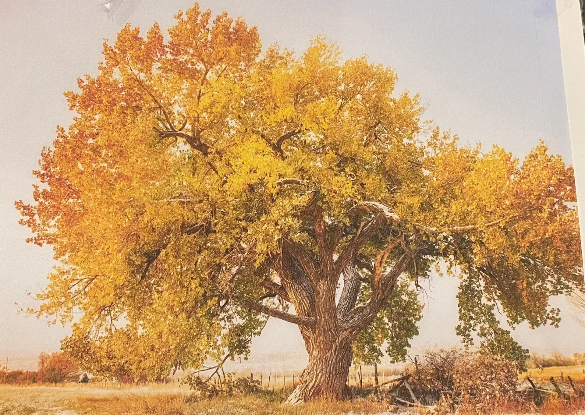 A large, mature tree with bright yellow and golden autumn foliage standing in a rural, open field under a hazy sky.