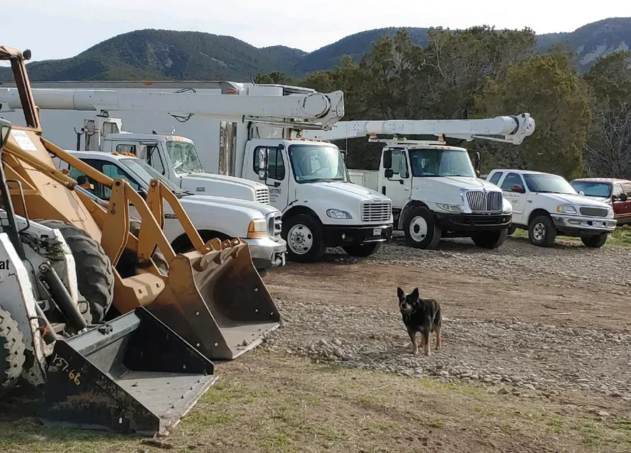 A dog standing in front of a row of construction vehicles