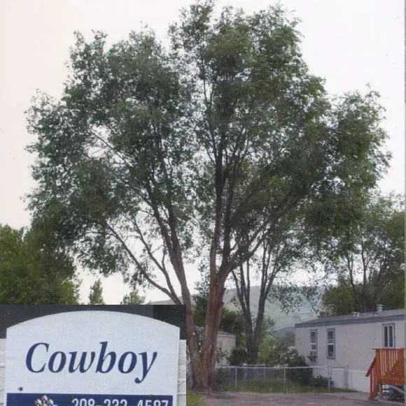 A sign that says cowboy in front of a tree