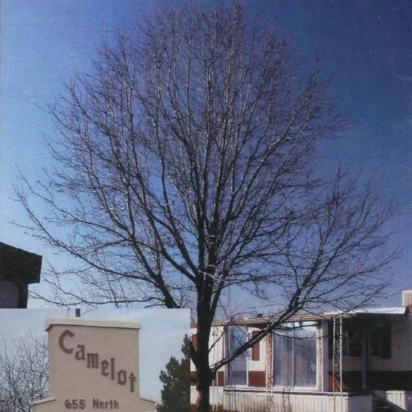 A bare tree stands in front of a mobile home, with an inset of a sign reading 