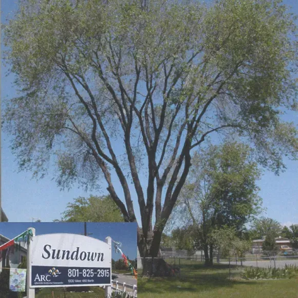 A sundown sign with a tree in the background