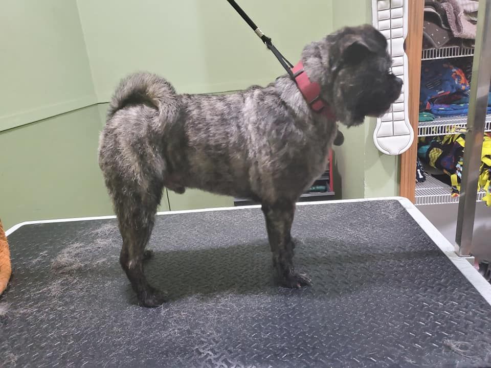 Grooming Fond Du Lac, WI Curve Crest Country Club