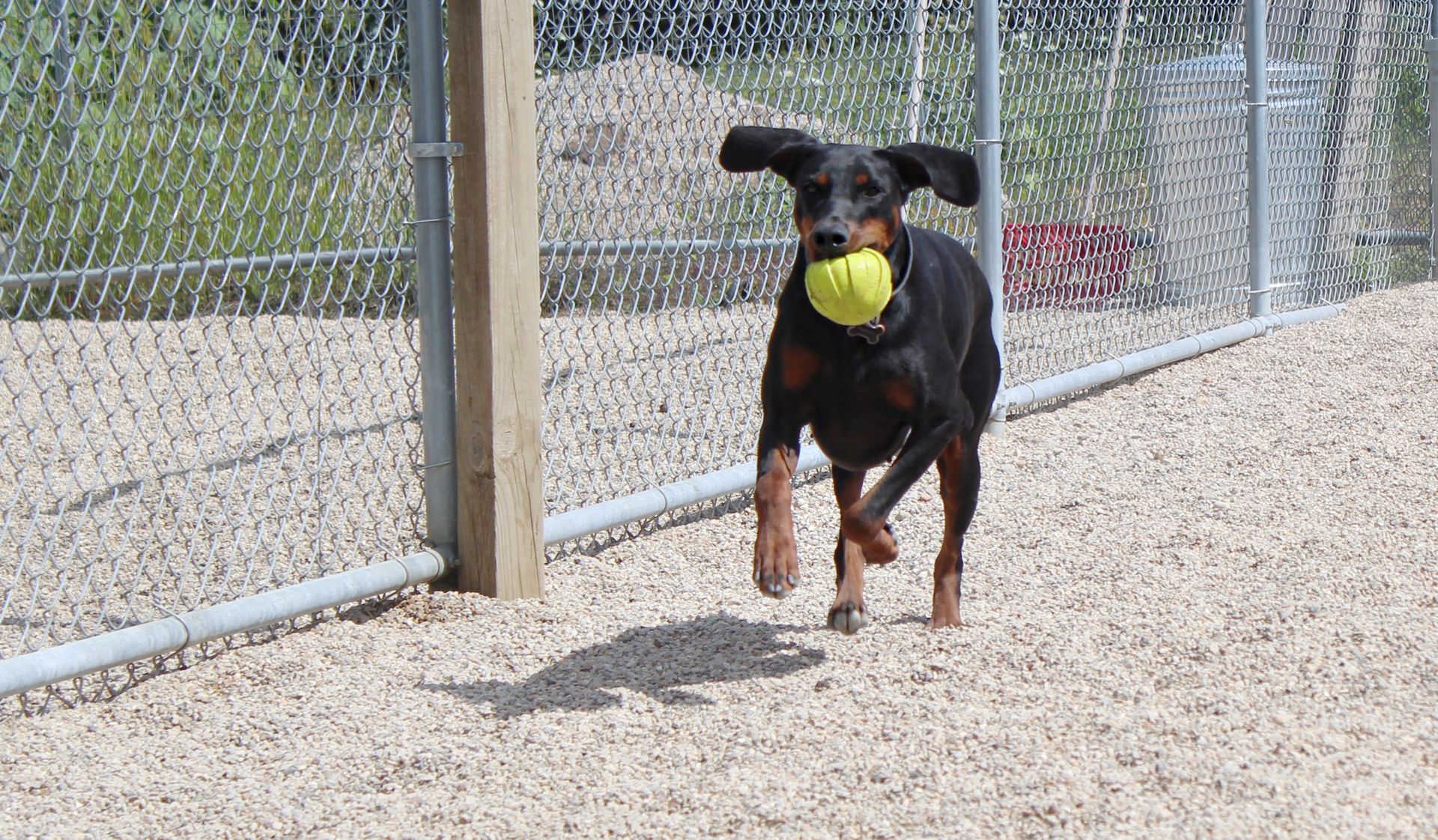 Kennels Fond Du Lac, WI Curve Crest Country Club