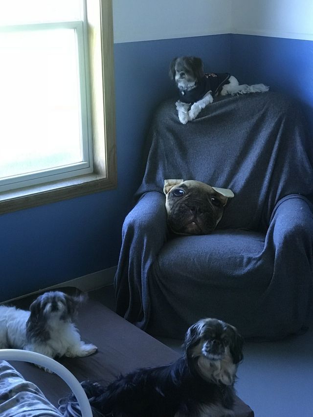 Couch & Dogs — Fond Du Lac, WI — Curve Crest Kennels Canine Country Club