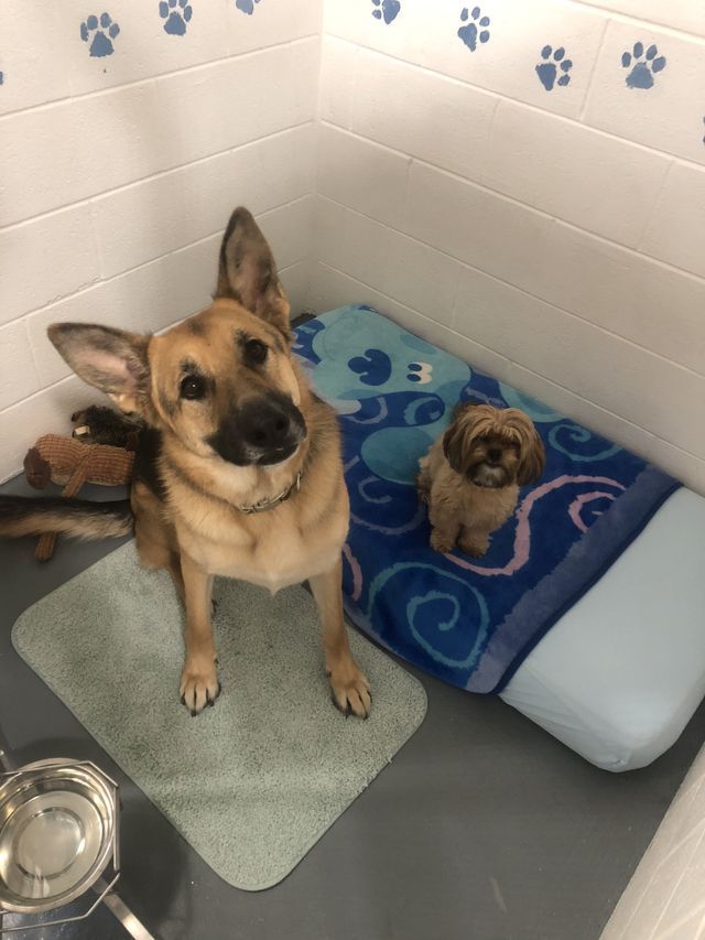 Dog & Puppy — Fond Du Lac, WI — Curve Crest Kennels Canine Country Club