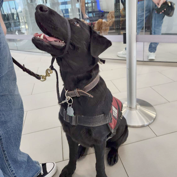A service dog in training