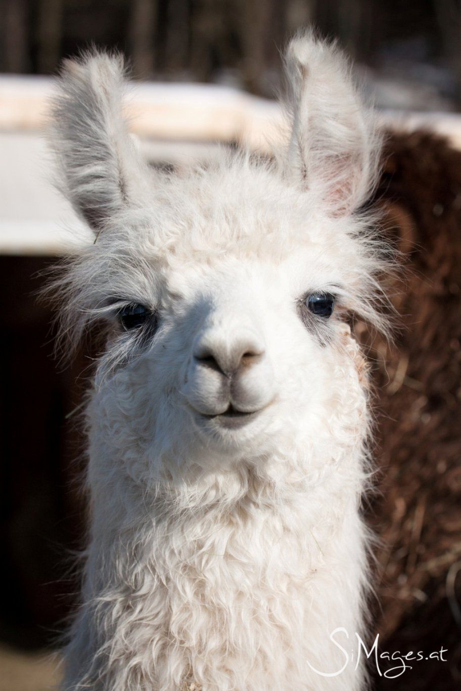 Pamina, Wooly Lama