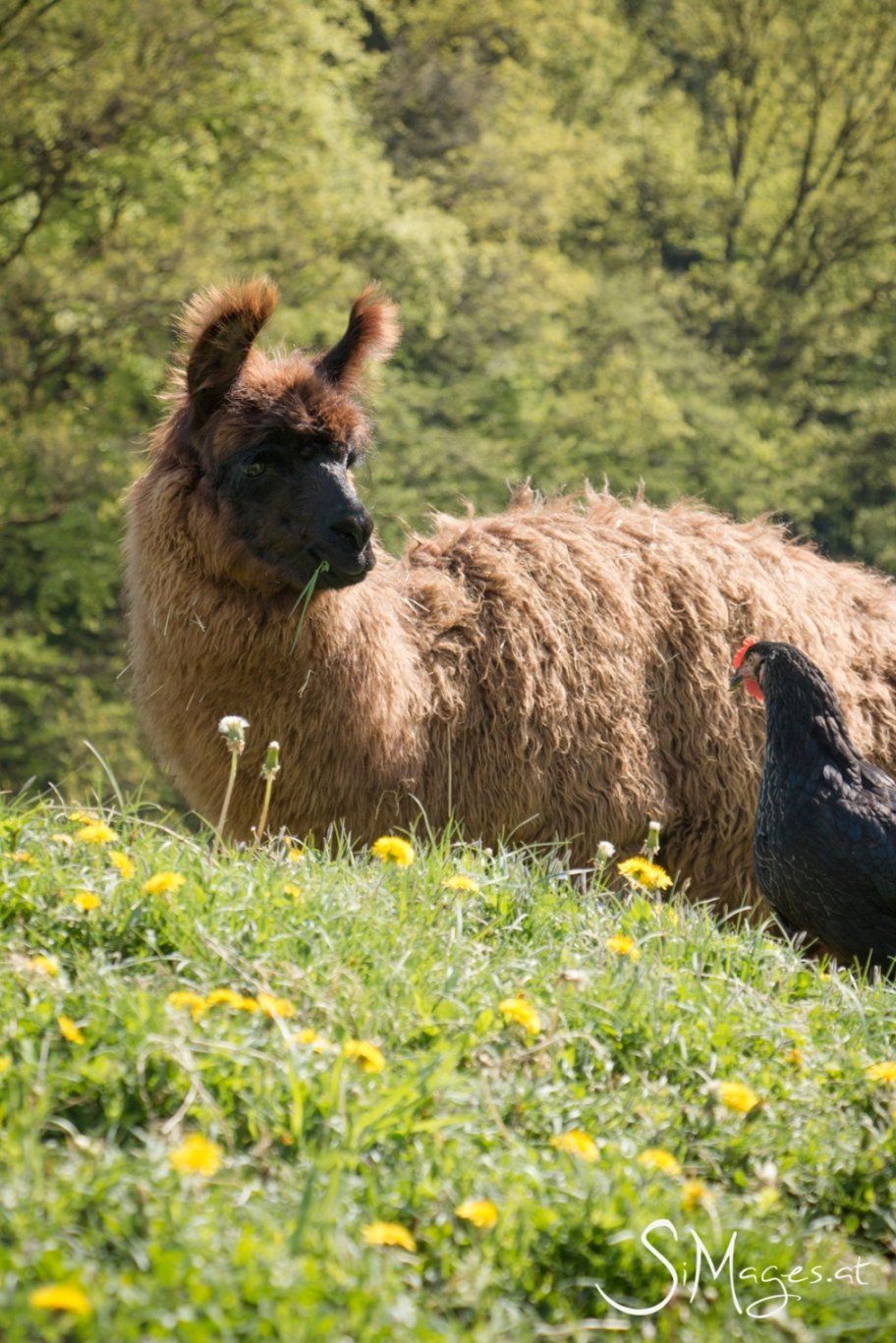 Papageno, Wooly Lama