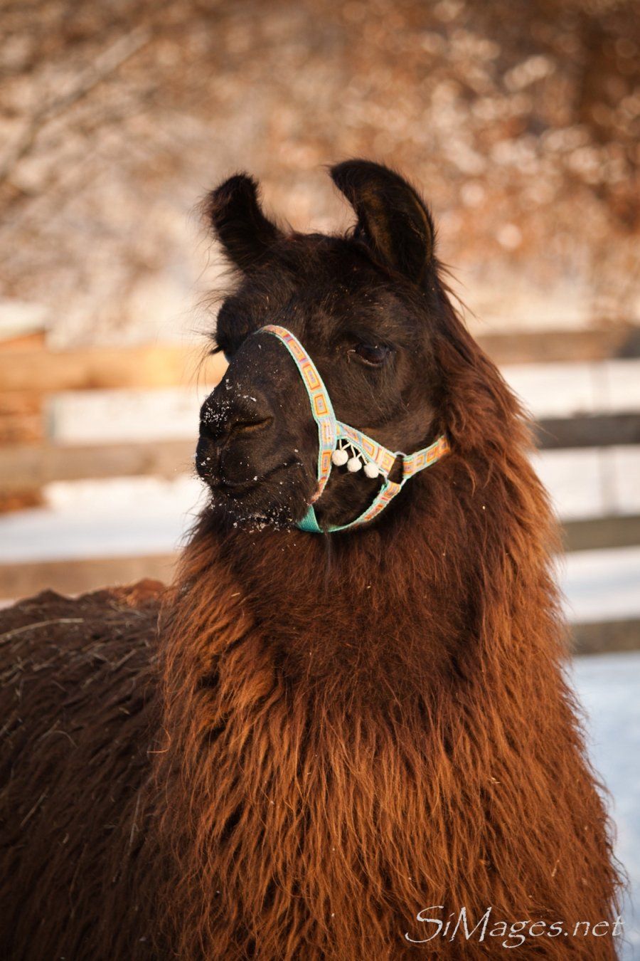 Pyron, Wooly Lama