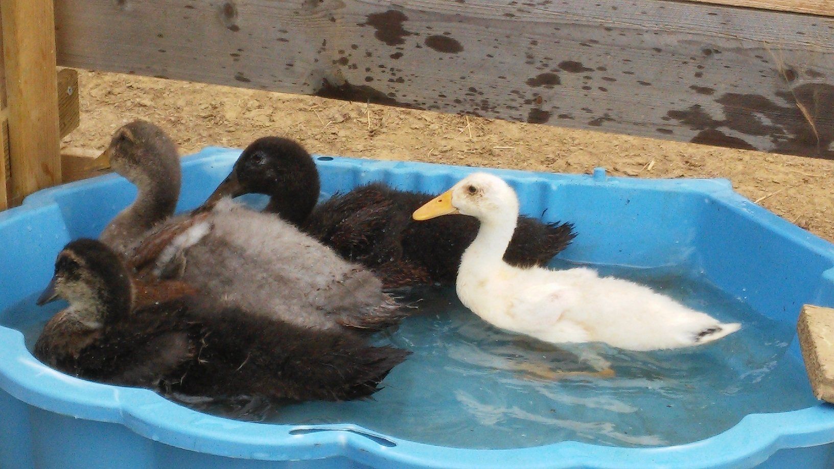 im Entenpool