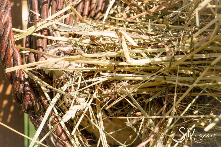 Im Versteck