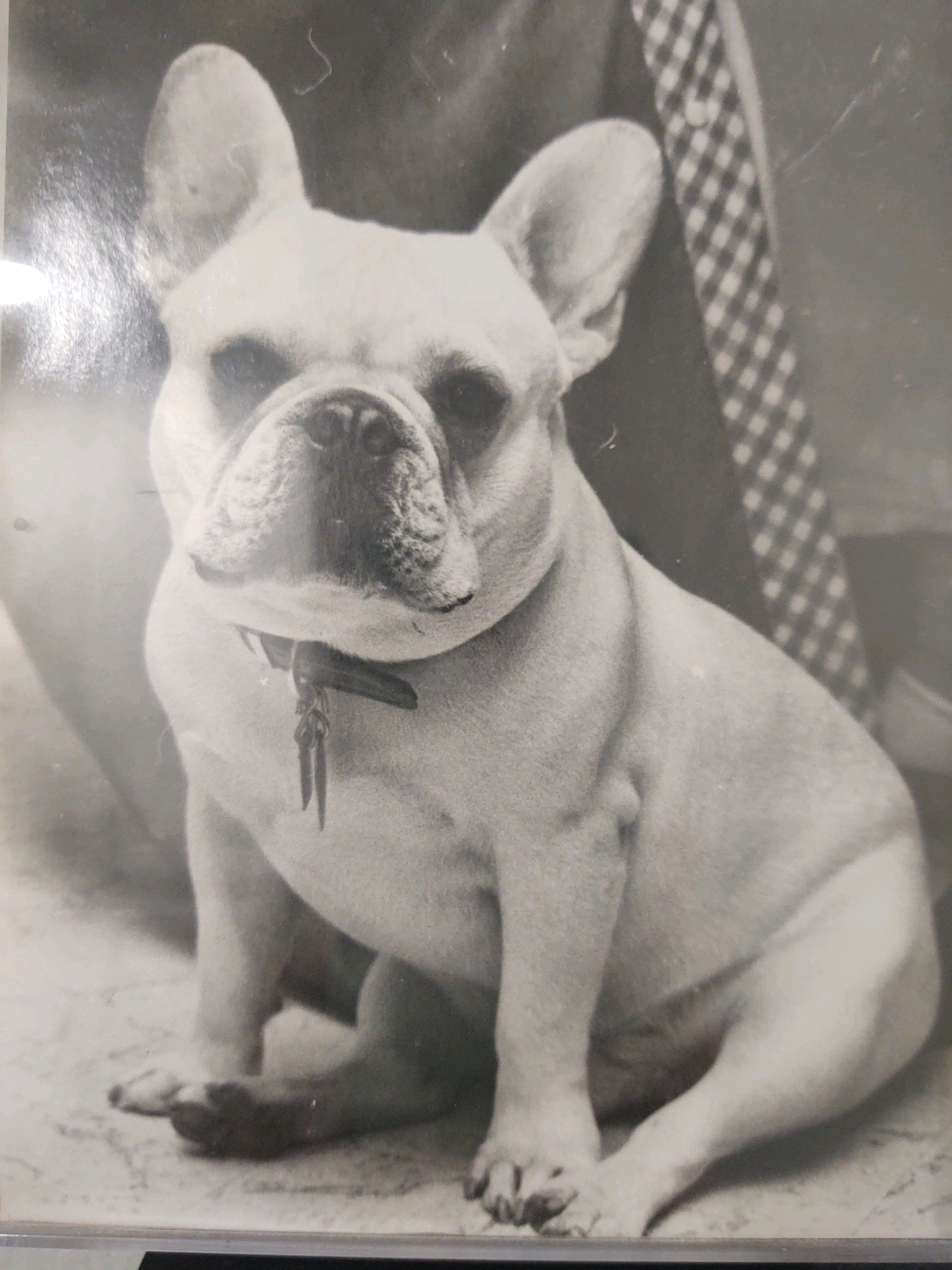 history of french bulldogs