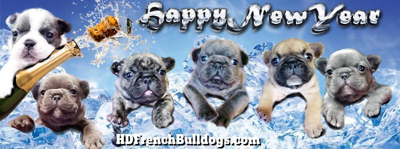 HDFrenchie New Years Banner