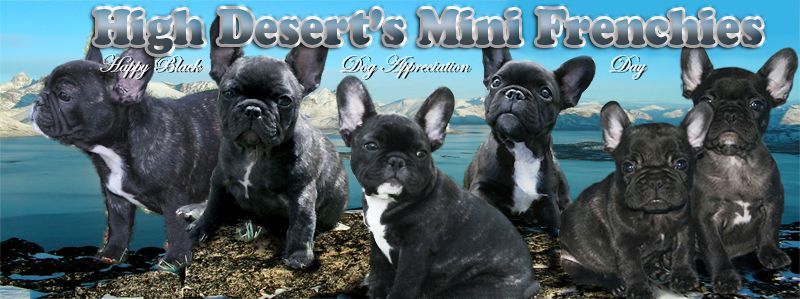 HDFrenchie's Black Dog Day