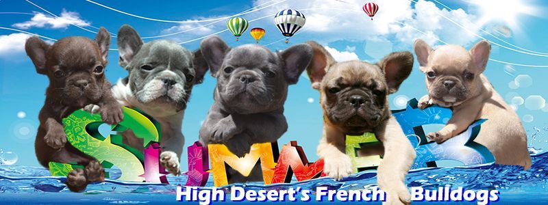 HDFrenchie Summer Banner