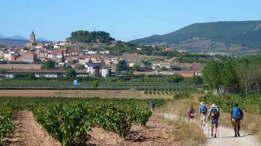 Un grupo de personas camina por un camino de tierra en un viñedo.