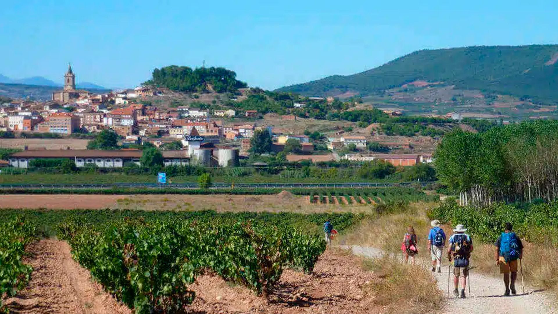 Un grupo de personas camina por un sendero de tierra en un viñedo.
