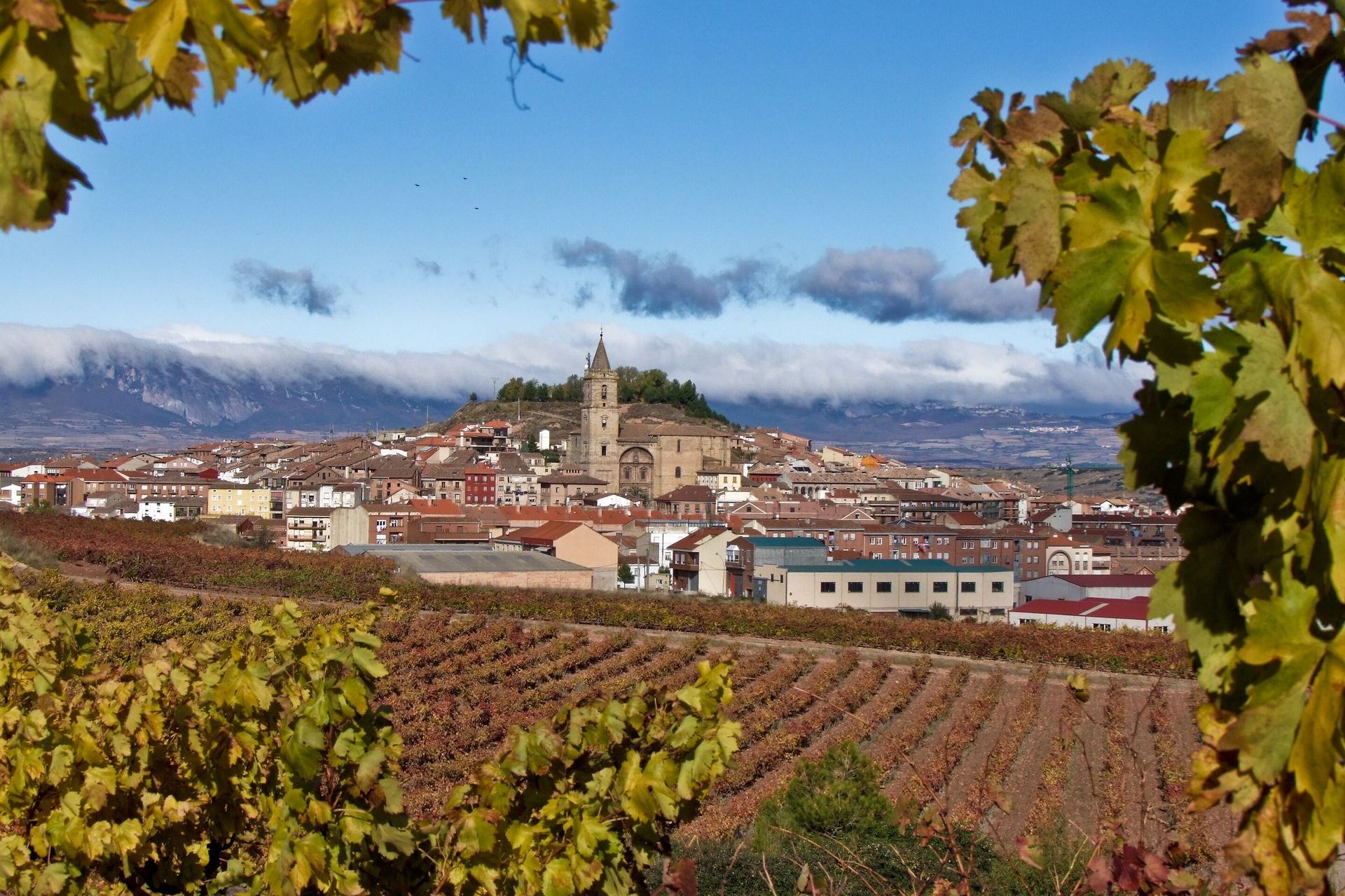 Una ciudad es visible a través de las hojas de un viñedo.
