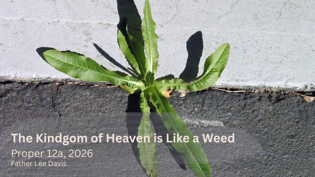 weed growing in crack of sidewalk