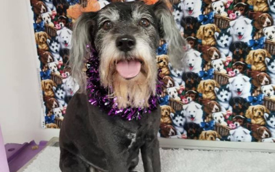 Black dog with gray muzzle wearing purple tinsel, sitting against a patterned dog-face backdrop.