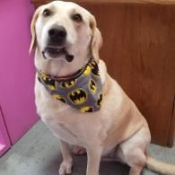 Cream-colored dog wearing a Batman bandana sits indoors against a pink wall.