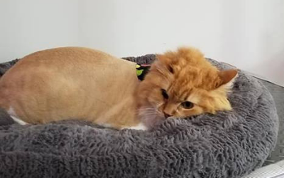 Orange cat resting on a gray fluffy bed, curled up with its head tucked low