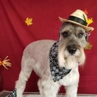 Small dog in a hat and bandana posing against a red backdrop with autumn leaves.