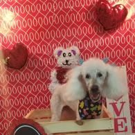 Two dogs posed in front of pink patterned backdrop with heart decorations and “LOVE” sign