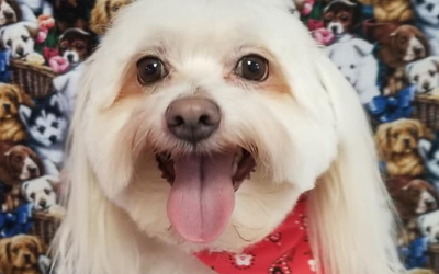 Small white dog with tongue out wearing a red bandana against a patterned background