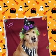 Dog in a witch hat and zebra-striped outfit on a maroon backdrop, framed by Halloween pumpkins and ghosts.