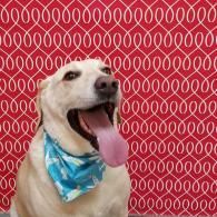 Cream-colored dog wearing a blue bandana, panting against a red patterned background