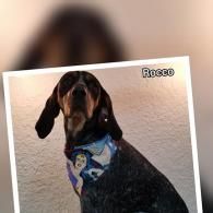 Black-and-tan dog wearing a blue bandana, posing in a framed photo labeled “Rocco.”