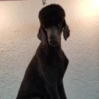 Black dog sitting indoors against a light wall, facing the camera.