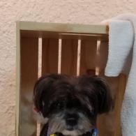 Small black dog sitting on a wooden chair beside a white towel in a beige room