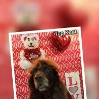 Dog in front of a red patterned card with a teddy bear and “Top Knot” text