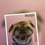 Pug named George with tongue out in a tilted white frame on a pink background