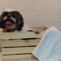 Small black dog peeking over a wooden crate with a white cloth draped on the side.